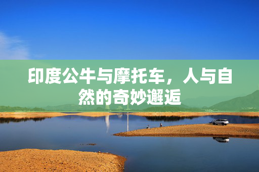 印度公牛与摩托车，人与自然的奇妙邂逅