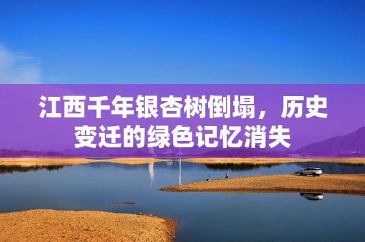 江西千年银杏树倒塌，历史变迁的绿色记忆消失