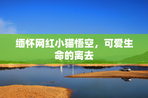 缅怀网红小猫悟空，可爱生命的离去