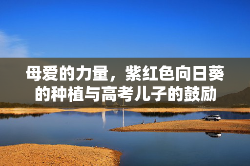 母爱的力量，紫红色向日葵的种植与高考儿子的鼓励