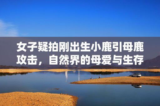 女子疑拍刚出生小鹿引母鹿攻击，自然界的母爱与生存法则