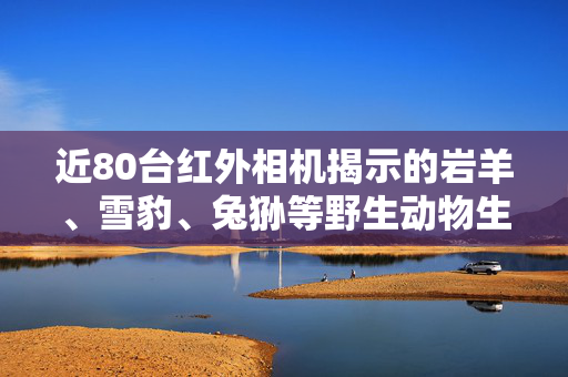 近80台红外相机揭示的岩羊、雪豹、兔狲等野生动物生态观察之旅