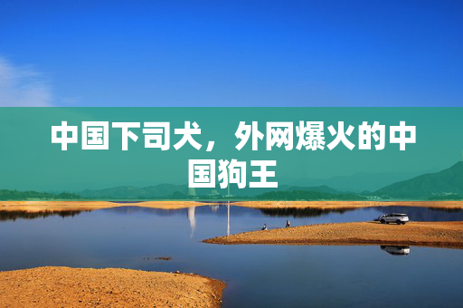 中国下司犬，外网爆火的中国狗王