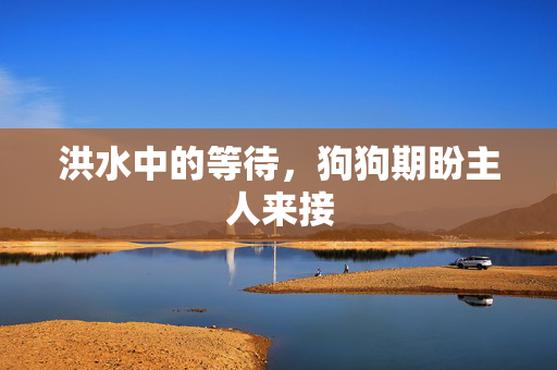 洪水中的等待，狗狗期盼主人来接