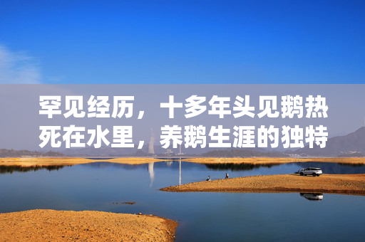 罕见经历，十多年头见鹅热死在水里，养鹅生涯的独特体验