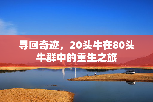 寻回奇迹，20头牛在80头牛群中的重生之旅