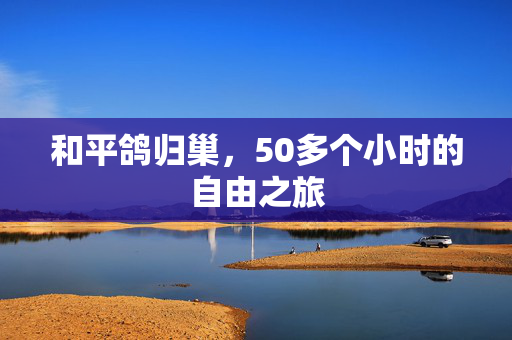 和平鸽归巢，50多个小时的自由之旅